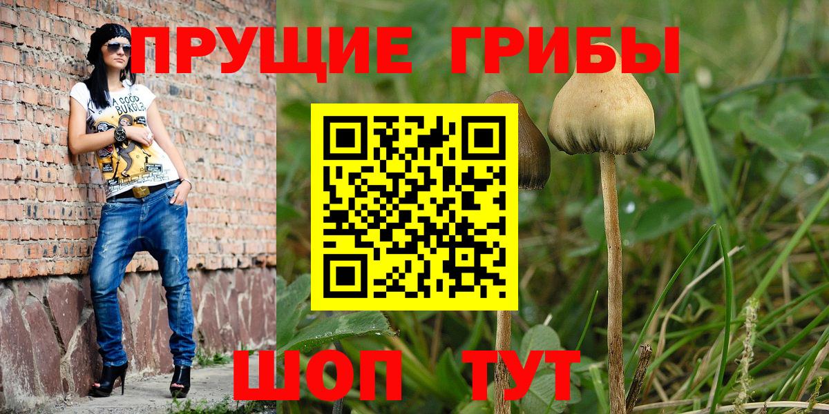 Псилоцибиновые грибы мицелий Кисловодск